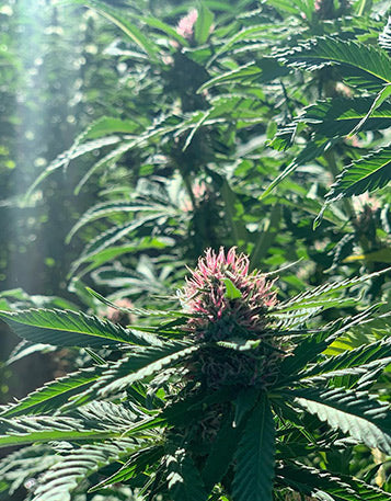 The flowering buds of the hemp plant.