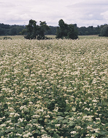 A green field full of white flowers.