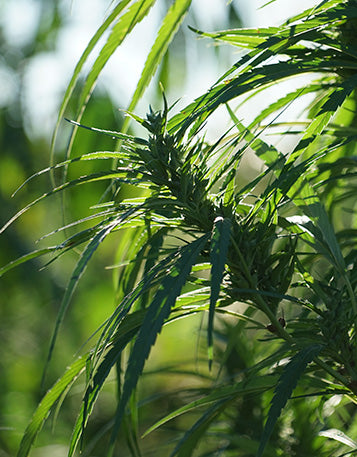A green cannabis plant in the sunshine.