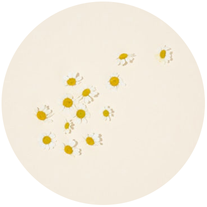 Chamomile flowers