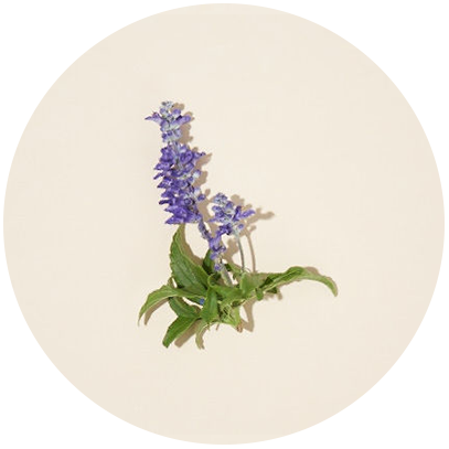 Clary Sage