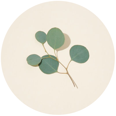 Eucalyptus