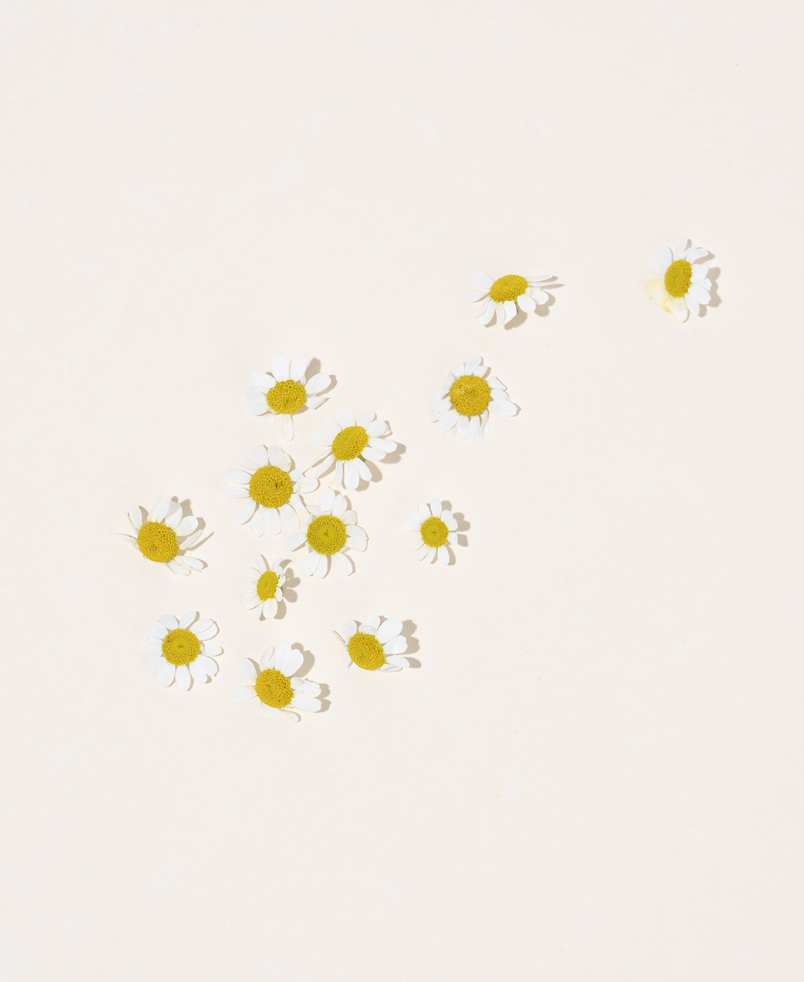 Picture of chamomile flowers used in Sagely Naturals CBD products