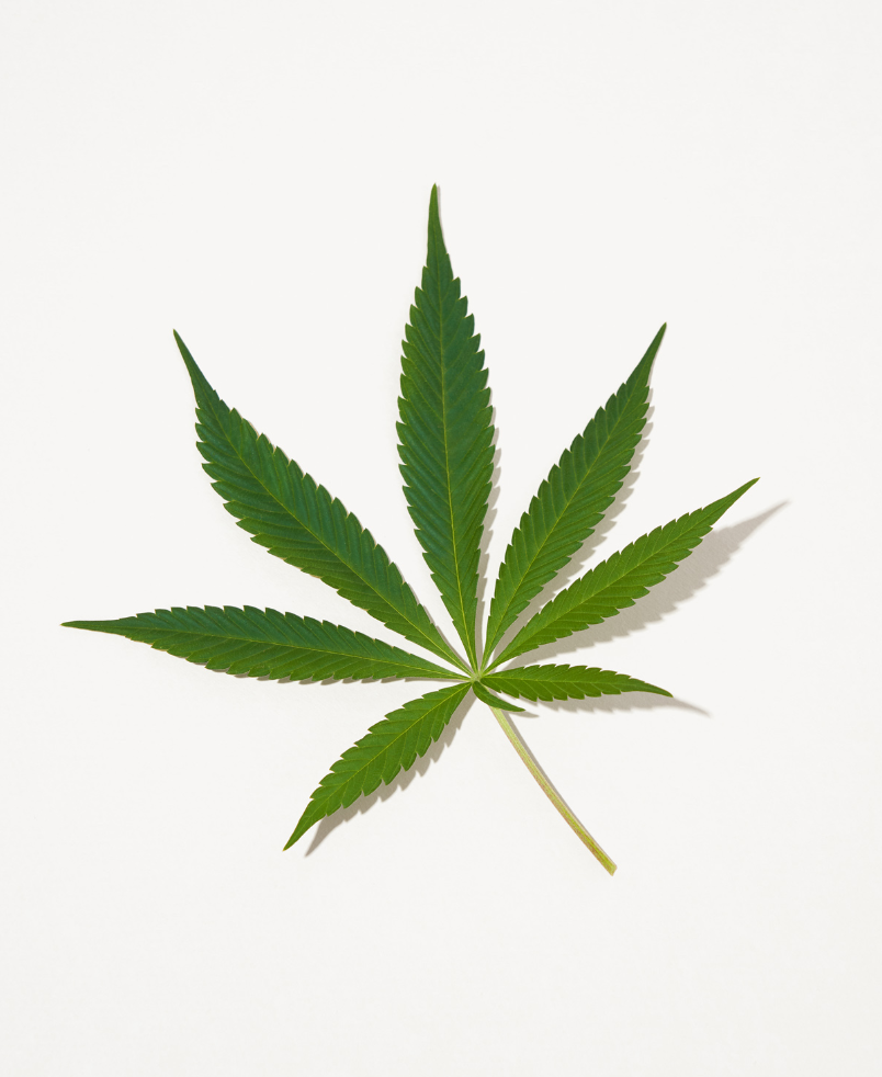 Sagely Naturals CBD-rich hemp leaf