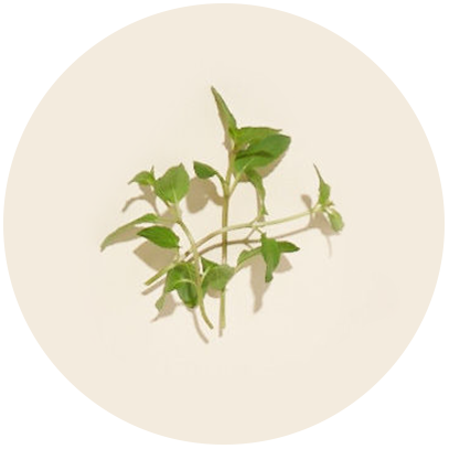 Peppermint leaves