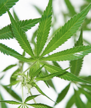 A picture of Sagely Naturals CBD-rich hemp leaves