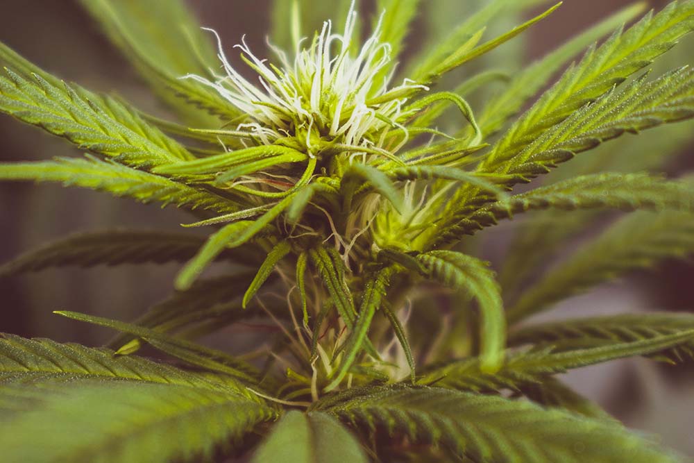 A close of photo of the hemp plant, on a bright and sunny day.