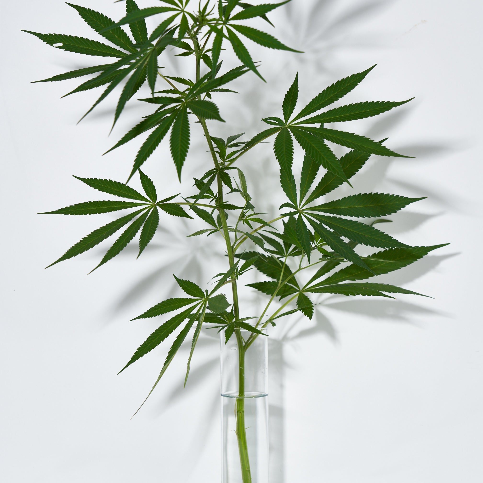 A green hemp plant with stalk and leaves in a glass jar vase on a bench.