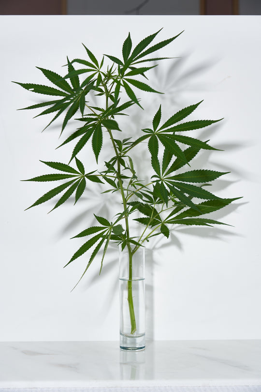 A green hemp plant with stalk and leaves in a glass jar vase on a bench.