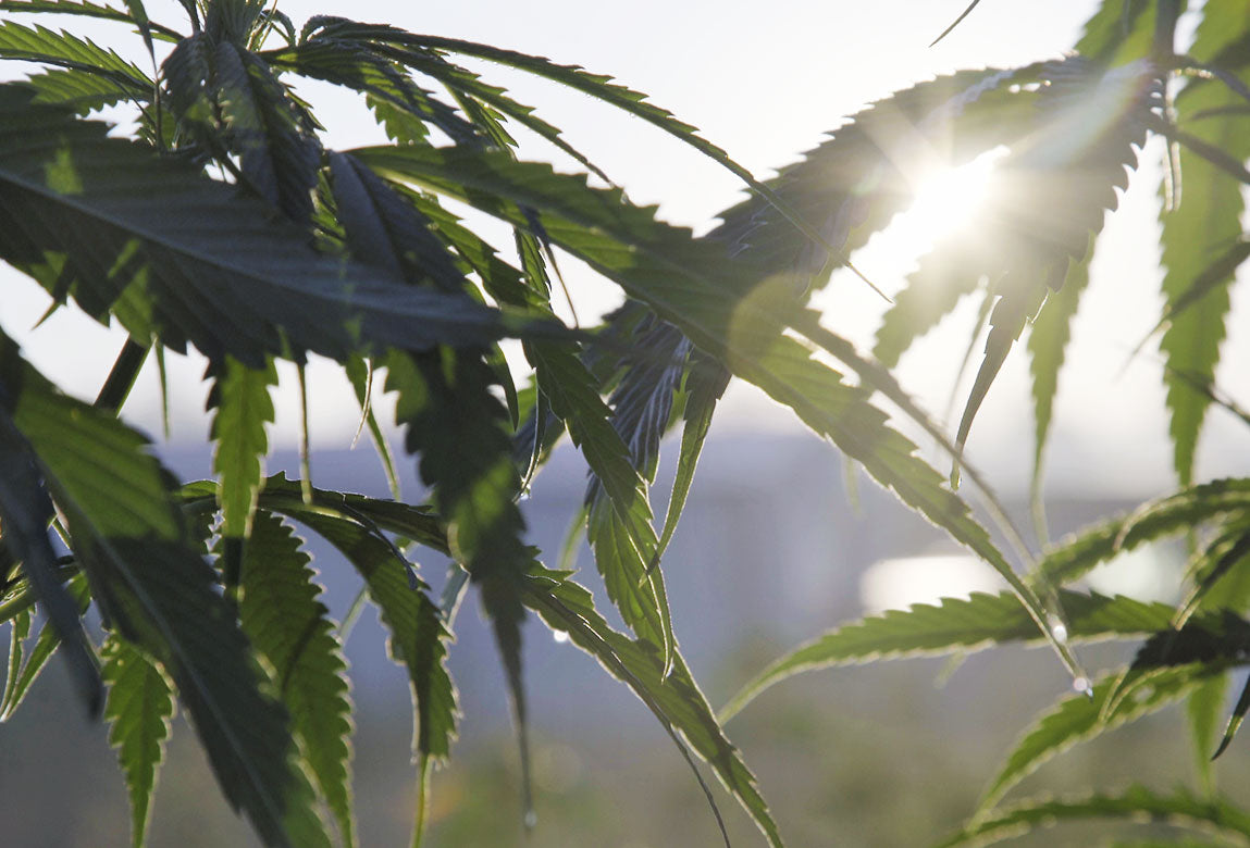 A CBD-rich hemp field with the sun shining through the hemp leaves