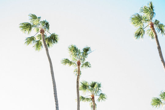 Santa Monica Palm Trees 