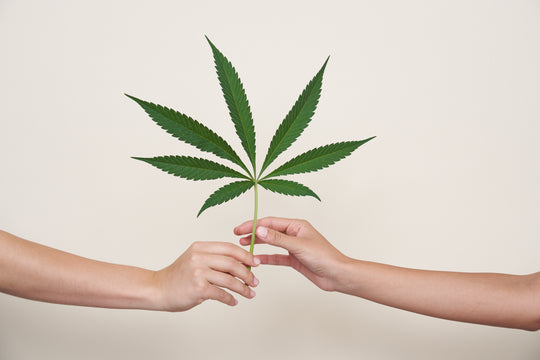 A person's hand passing a cannabis leaf to another person's hand.