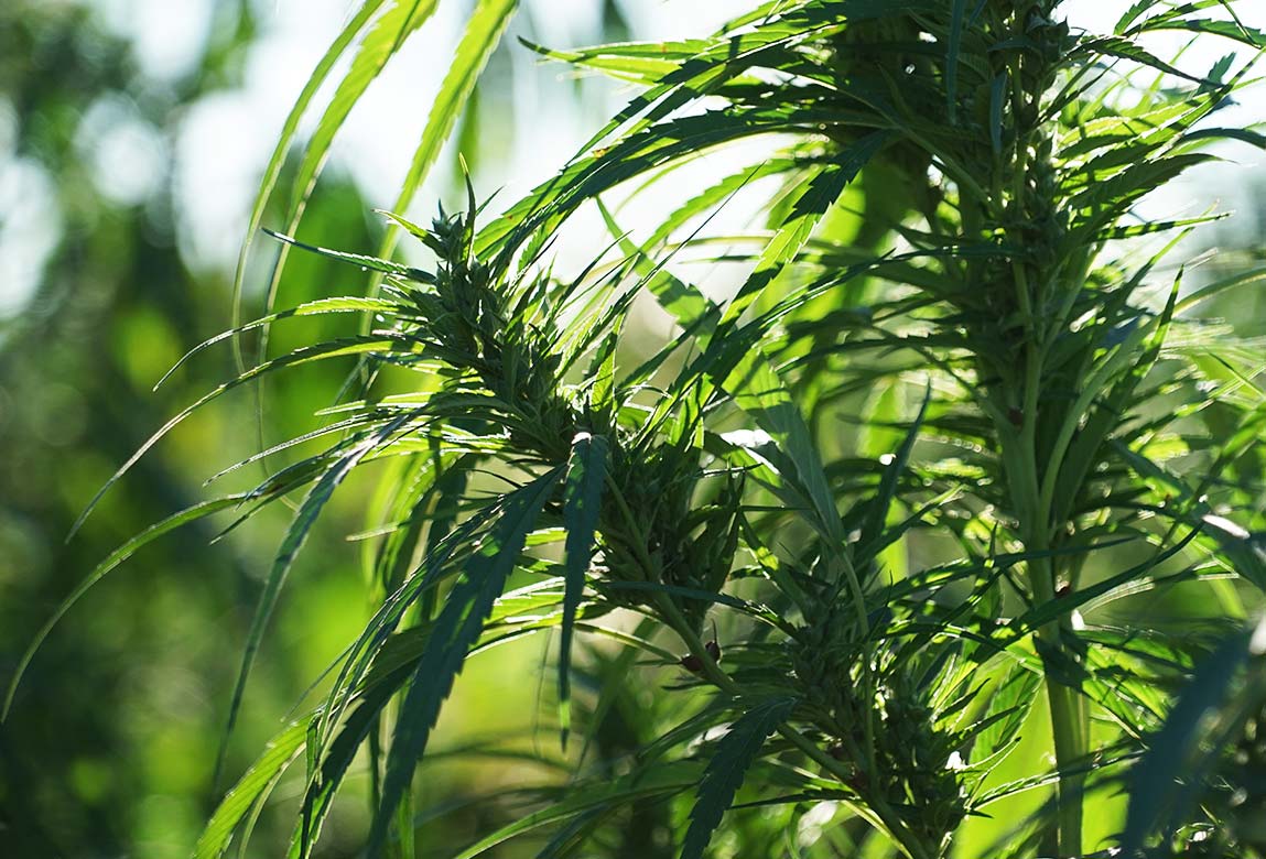 A close up photo of CBD-rich Hemp plants on a hemp farm