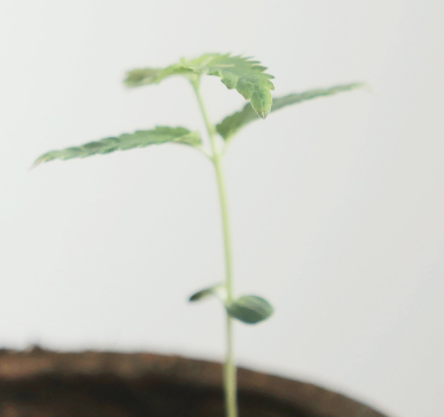 A close up, blurred picture of a seedling.