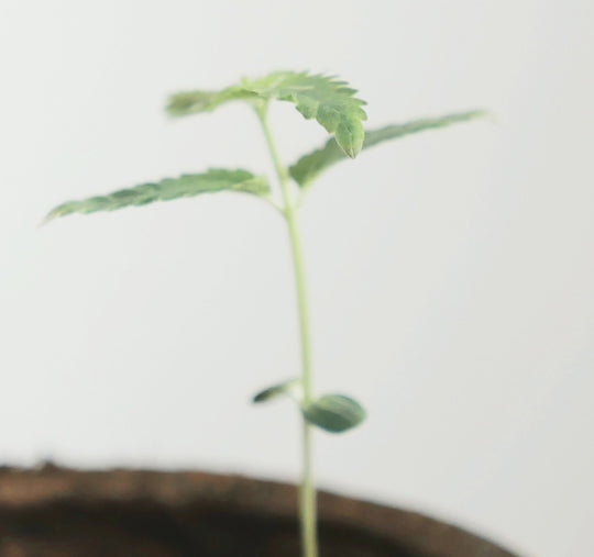 A close up, blurred picture of a seedling.