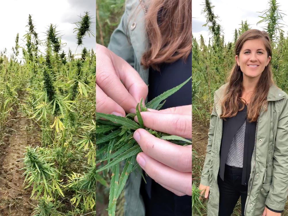 Sagely Naturals cofounder, Kaley Nichol, in our CBD-rich hemp fields