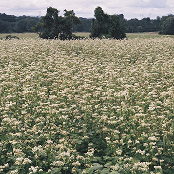 A green field full of white flowers.