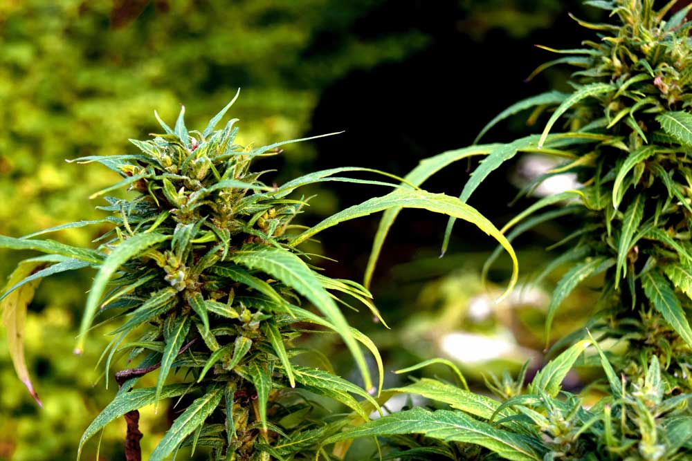 Close up of a beautiful cannabis plant with sunshine hitting it from all angles.
