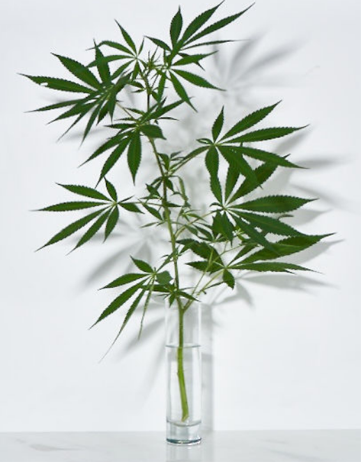 Sagely Naturals CBD-rich Hemp Leaves in a Vase
