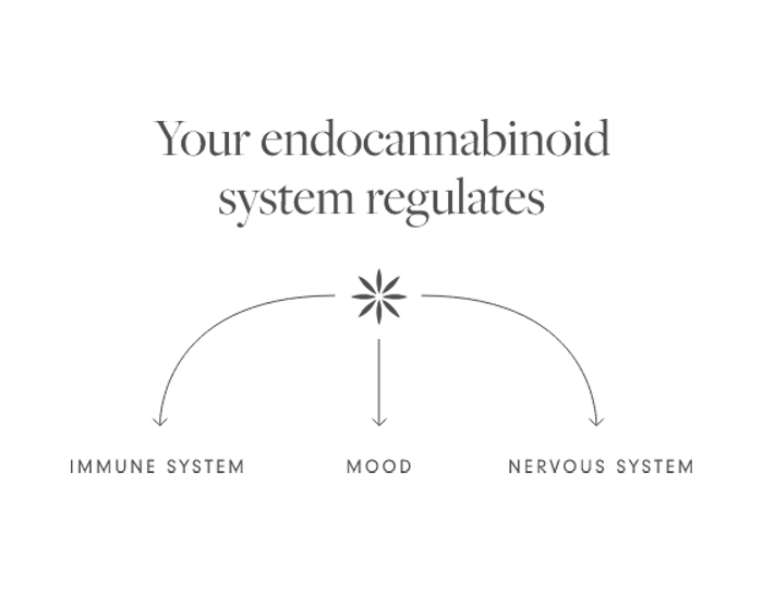 Sagely Naturals Endocannabinoid infographic